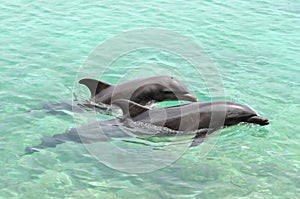 Two dolphins playing