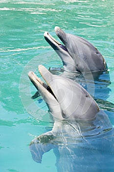 Two Dolphins Playing