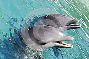 Two Dolphins Playing