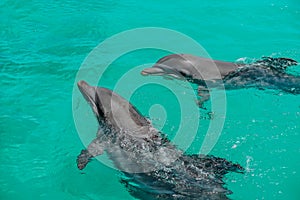 Two dolphins are playing in the natural environment, in the ocean