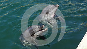 Two dolphins poked their heads out of the sea water and are waiting for fish near the pier. Dolphins Bottlenose dolphins