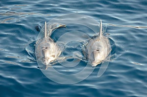 Two dolphins in the sea photo