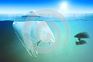 Two dolphins swimming near plastic bag in the open sea