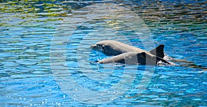 Two dolphins swimming together, one jumping out of the water