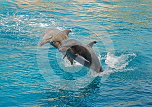 Two Dolphins synchronized photo