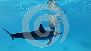 Two dolphinsgreet each other by blowing bubbles and touching their noses. Animals communication in the wildlife. Slow motion