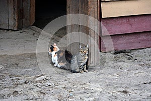 Two domestic cats of different colors are sitting on the street near the building