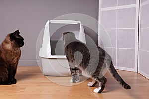 two domestic cats examining new closed cat litter box at home photo