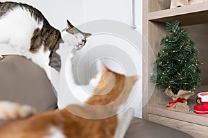 Two domestic cats fighting on leather couch next to Christmas tree