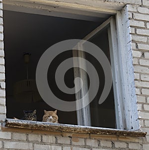 Two domestic cats lie next to the edge of a wooden window