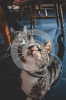 Two domestic cats looking up for a treat