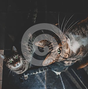 Two domestic cats looking up for a treat