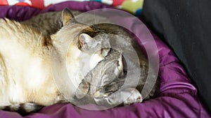 Two domestic cats lying down.