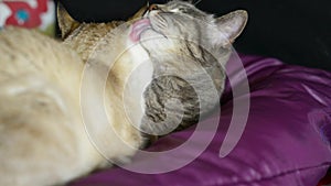 Two domestic cats lying down. One cat licking the napping one.