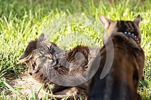 Two domestic cats one of them with ears laid back and eyes glaring at the other who has dared to disturb her nap