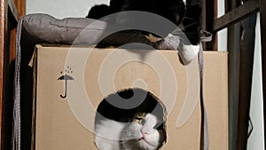 Two domestic cats play in a cardboard box at home