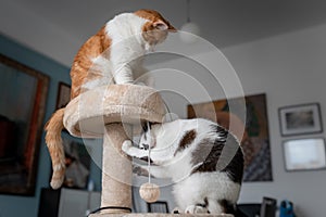 Two domestic cats play in a scratching tower 3 photo