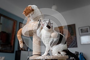 Two domestic cats play in a scratching tower 2 photo