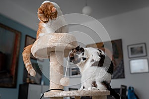 Two domestic cats play in a scratching tower photo