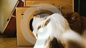 Two domestic cats play with a sunbeam from a mirror in a cardboard box, two pets play at home