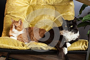 Two domestic cats in a yellow chair are turned away from each other. Animal characters and relationships. Conflict situation in a