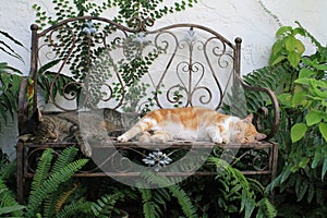 Two domestic cats sleeping on benche