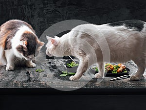 Two domestic cats, tortoiseshell and white, climbed on the table