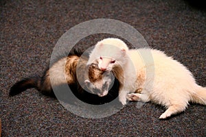 Two Domestic Ferret Mustela putorius furo playing