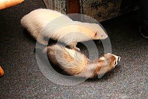 Two Domestic Ferret Mustela putorius furo playing