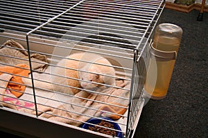 Two Domestic Ferret Mustela putorius furo playing