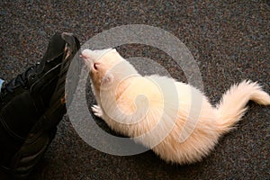 Two Domestic Ferret Mustela putorius furo playing