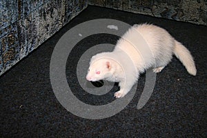 Two Domestic Ferret Mustela putorius furo playing