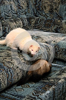 Two Domestic Ferret Mustela putorius furo playing