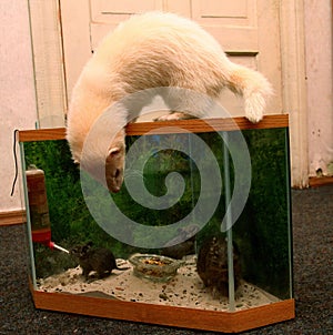 Two Domestic Ferret Mustela putorius furo playing