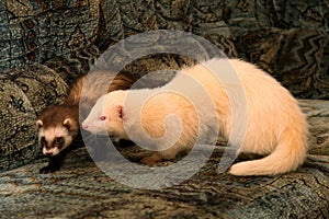 Two Domestic Ferret Mustela putorius furo playing