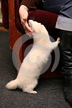 Two Domestic Ferret Mustela putorius furo playing