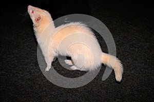 Two Domestic Ferret Mustela putorius furo playing