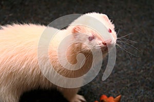 Two Domestic Ferret Mustela putorius furo playing