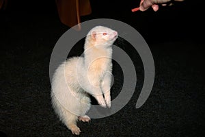 Two Domestic Ferret Mustela putorius furo playing