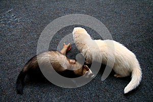 Two Domestic Ferret Mustela putorius furo playing