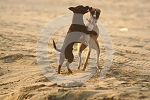 Two domestic friend dogs playing in sand on summer day