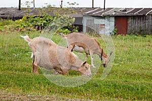 Two domestic goat on green meadow