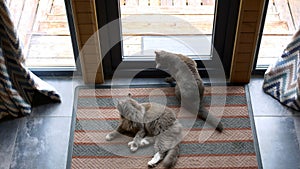 Two domestic gray cat sitting on carpet by glass window door. Cat catches a fly on glass window door with fluffy paws