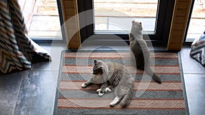 Two domestic gray cat sitting on carpet by glass window door. Cat catches a fly on glass window door with fluffy paws