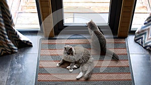 Two domestic gray cat sitting on carpet by glass window door. Cat catches a fly on glass window door with fluffy paws