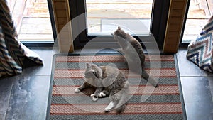 Two domestic gray cat sitting on carpet by glass window door. Cat catches a fly on glass window door with fluffy paws