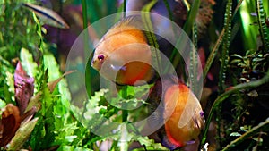 Two domestic ornamental fish swim in the aquarium. A family of beautiful orange fish. Two fancy pet.