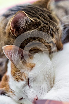 Two domestic pussycats sleep sweetly with each other photo