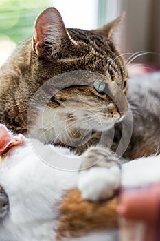 Two domestic pussycats sleeping in an embrace photo