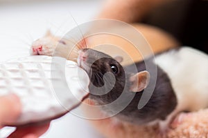 Two domestic rats gnaw cookies from hands